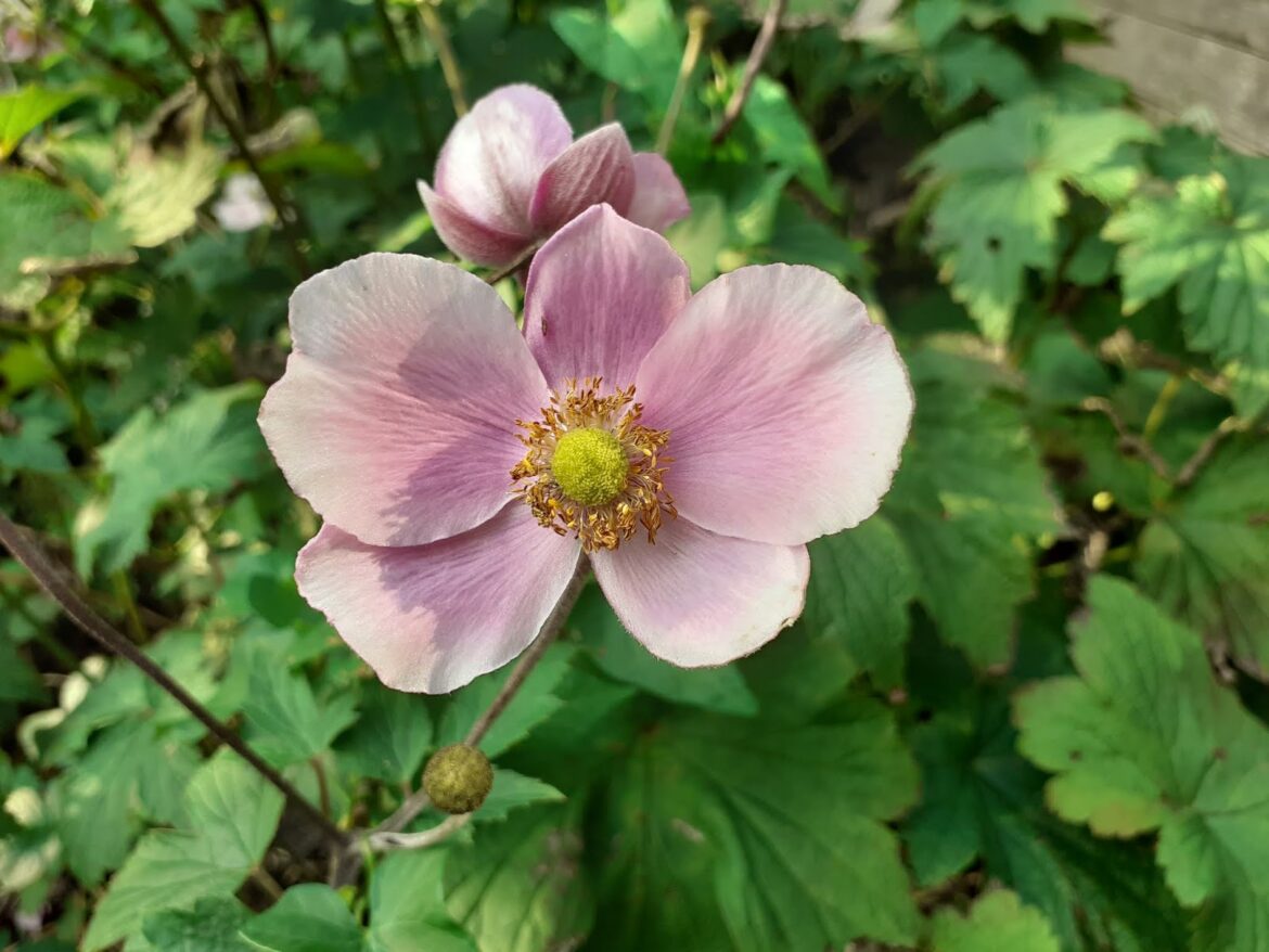 Comment entretenir une anémone ?