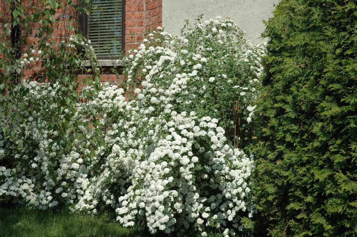 Comment entretenir une spirée ?