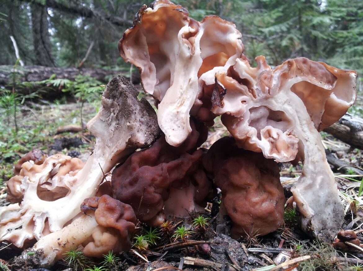 Comment est la fausse morille ?