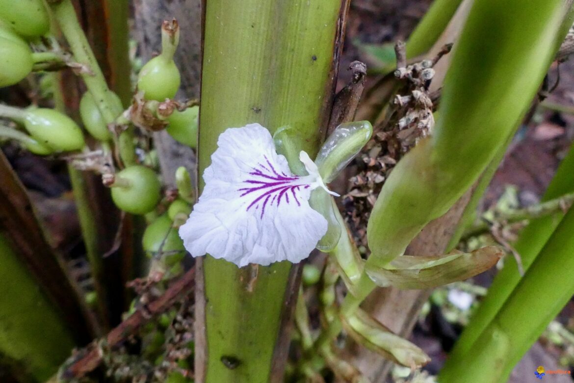 Comment est la fleur de la cardamome ?