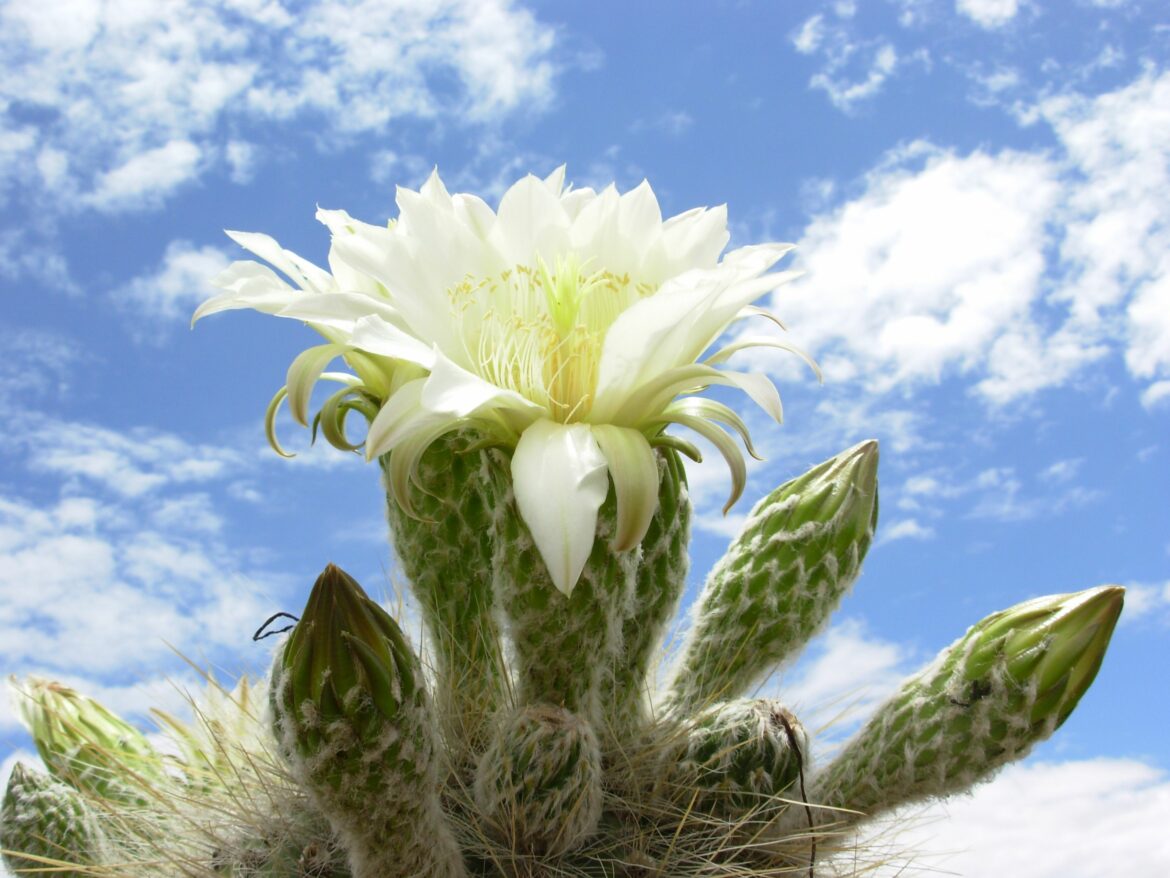 Comment est la fleur du cardon ?