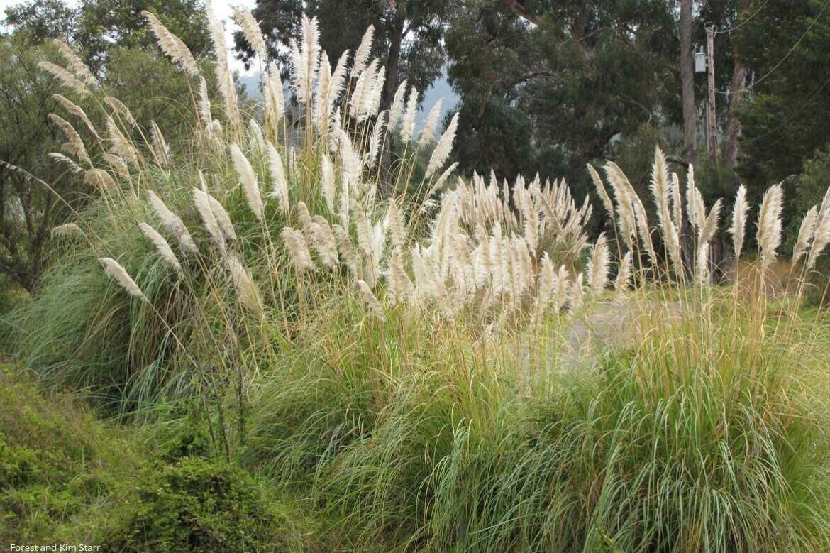 Comment et quand planter des Pampas ?