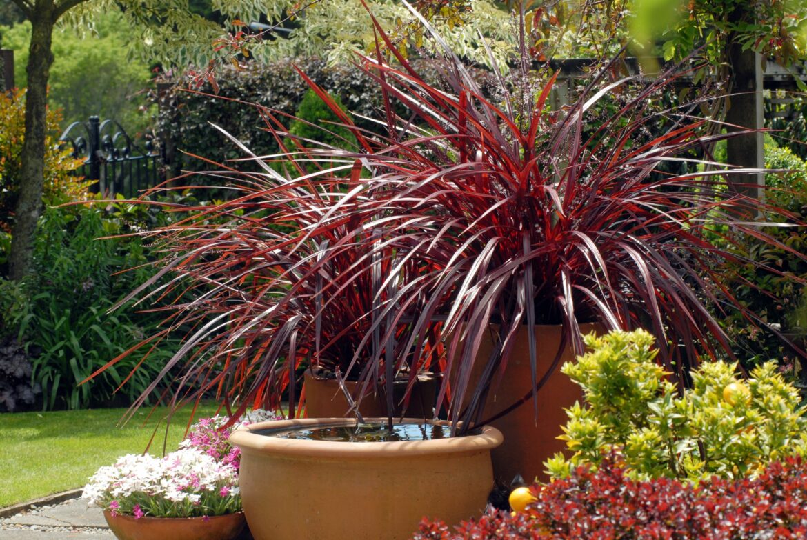 Comment et quand tailler la cordyline ? - Housekeeping Magazine : Idées