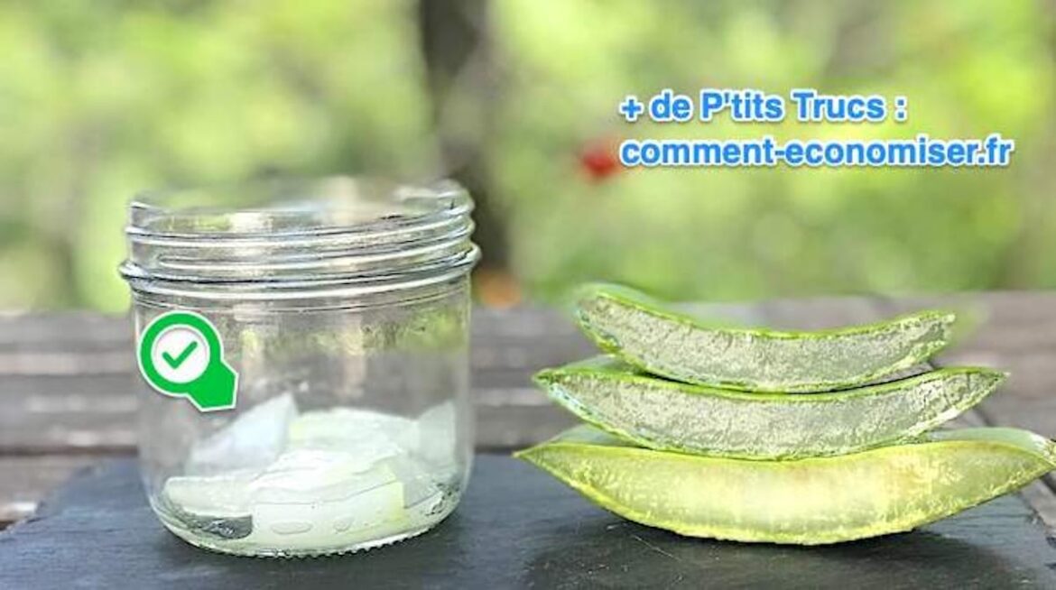 Comment extraire et conserver le gel d'aloe vera ?
