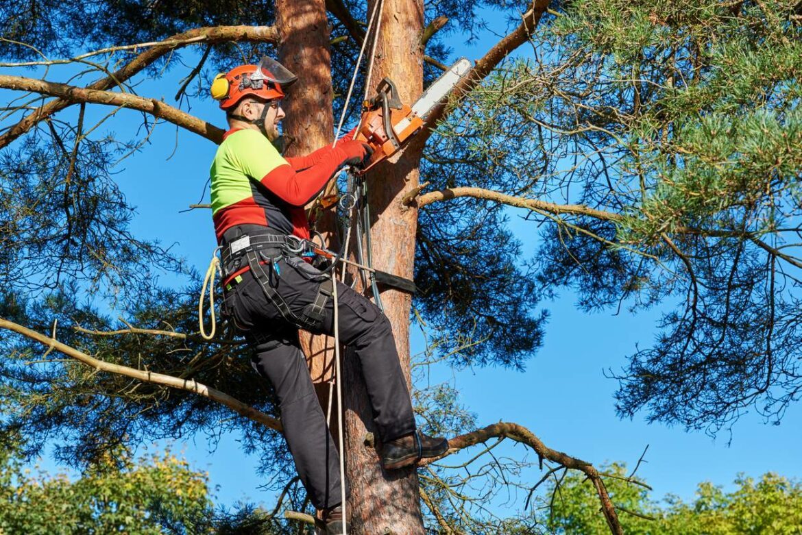 Comment faire abattre un arbre gratuitement ?