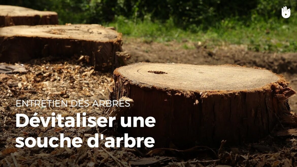 Comment faire abattre un arbre gratuitement ?