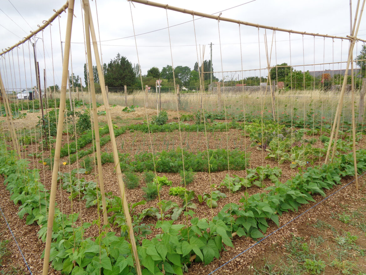 Comment faire courir une plante sur un mur ?