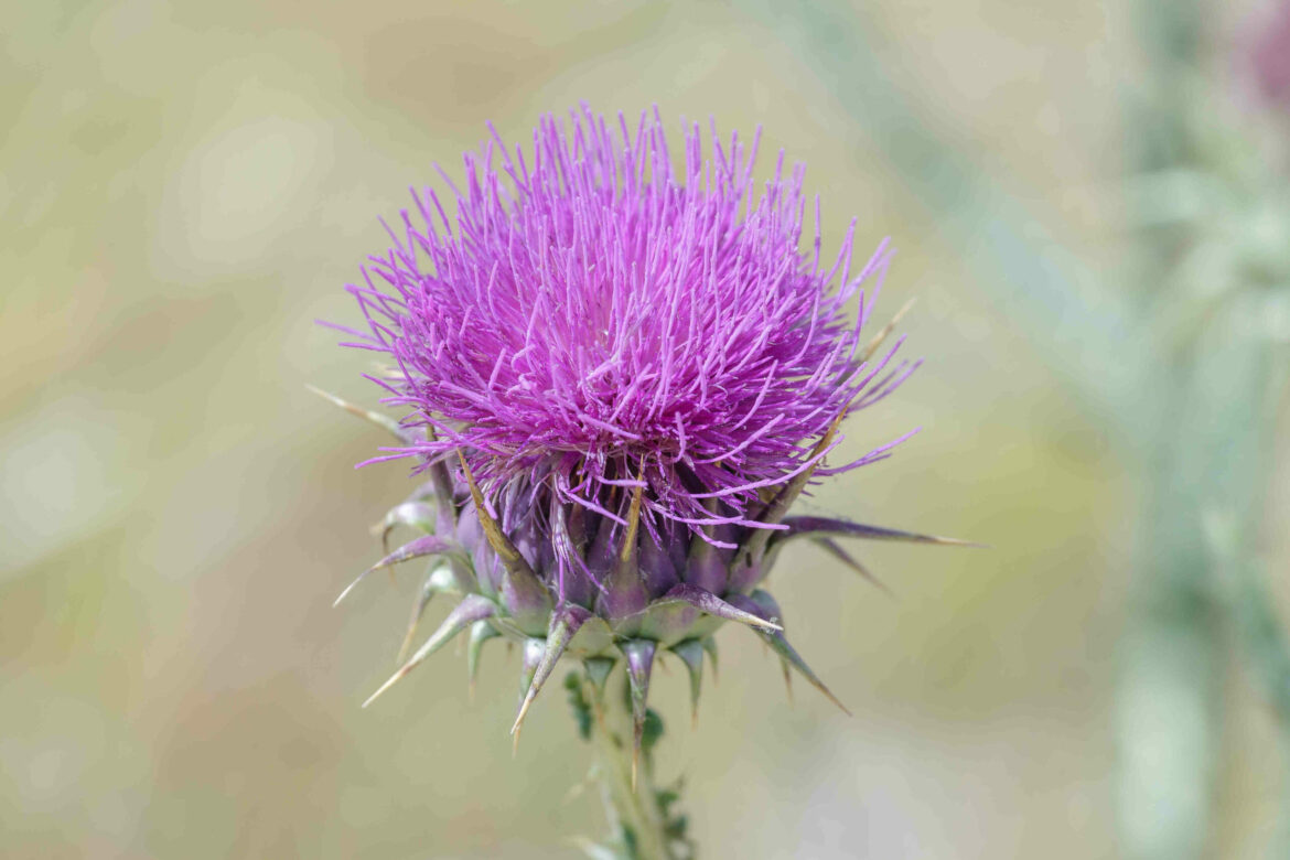 Comment faire crever les chardons ?