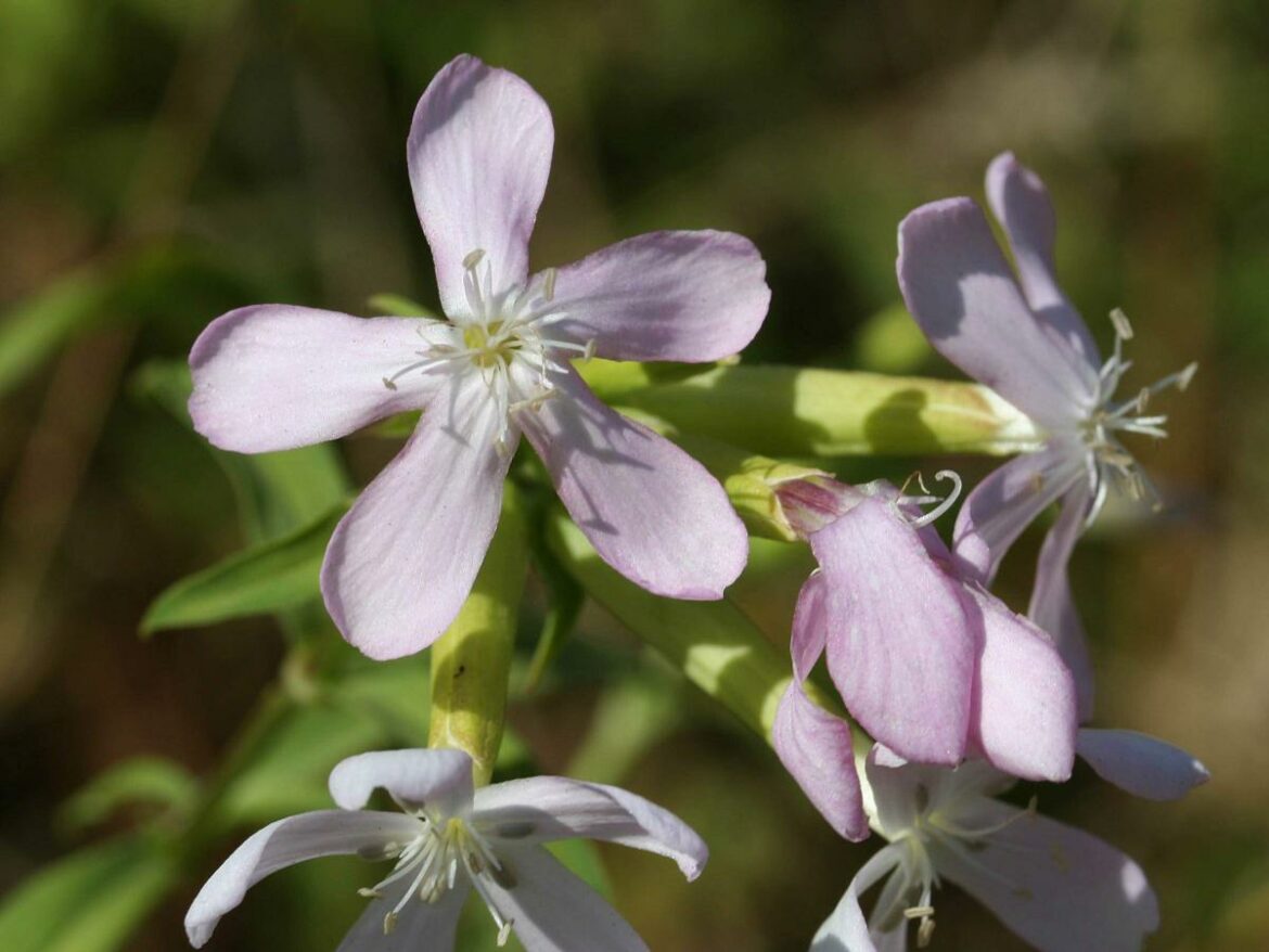 Comment faire de la lessive avec de la saponaire ?