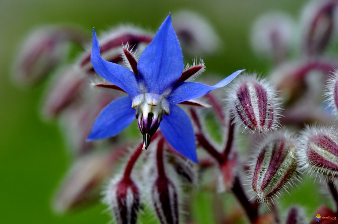Comment faire de la tisane de bourrache ?