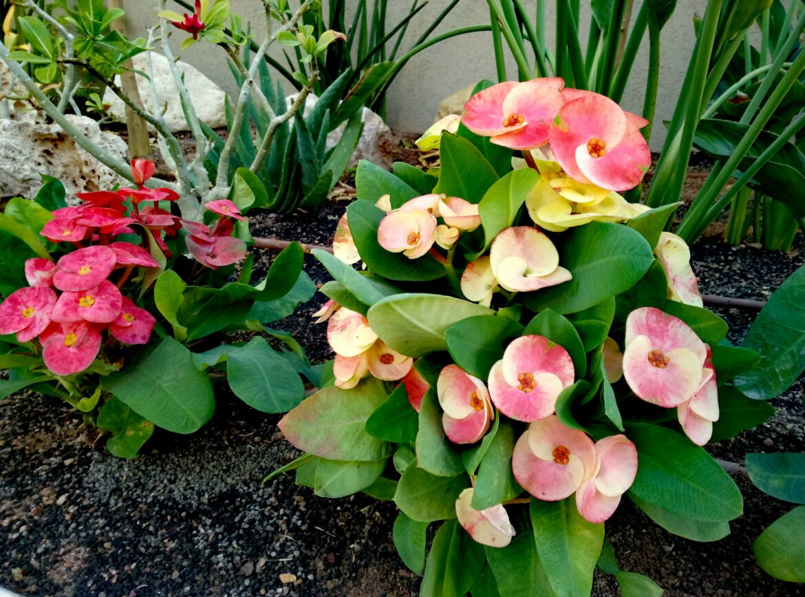 Comment faire des boutures ?