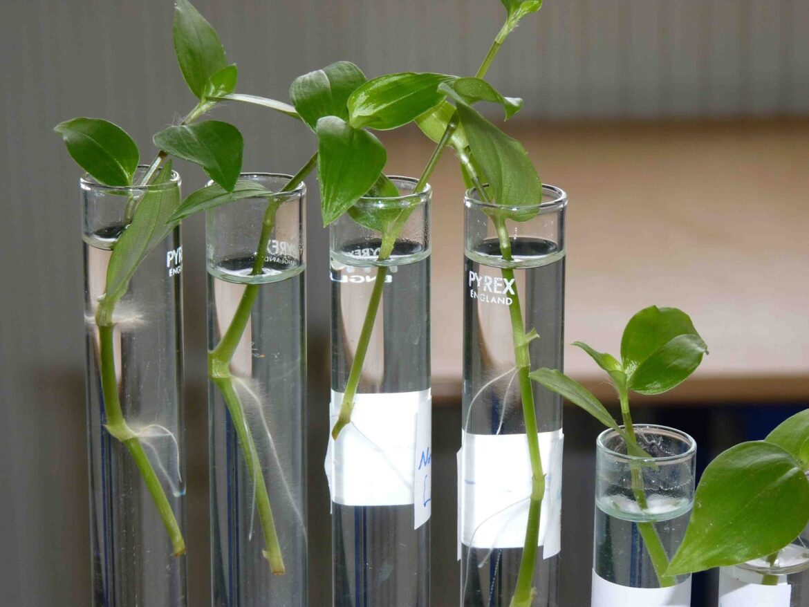 Comment faire des boutures d'Althéa ?