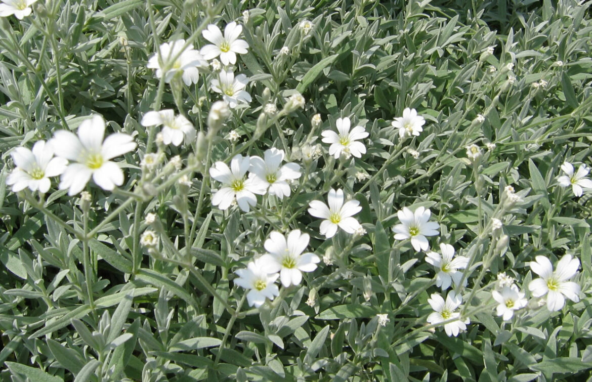 Comment faire des boutures de corbeille d'argent ?