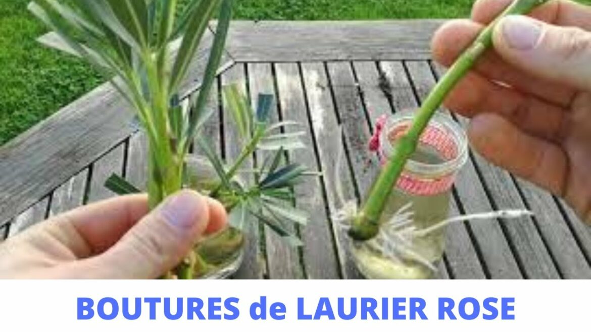 Comment faire des boutures de laurier ?