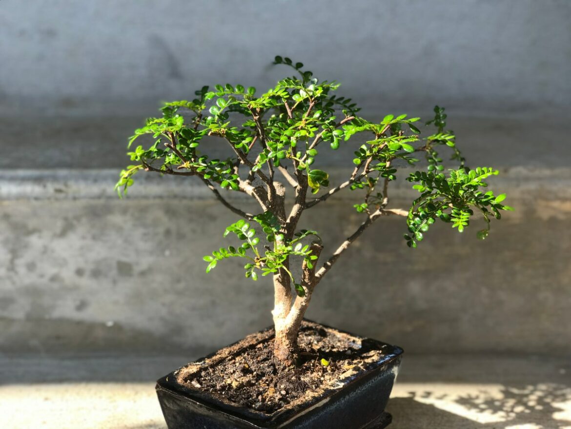 Comment faire des boutures de poivrier ?