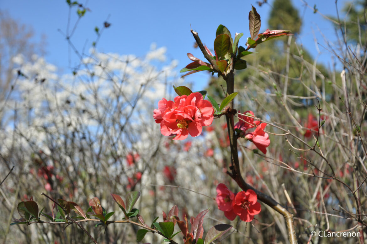 Comment faire des boutures de rosiers et à quel moment ?
