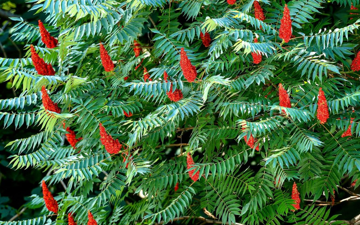 Comment faire des boutures de vinaigrier ?