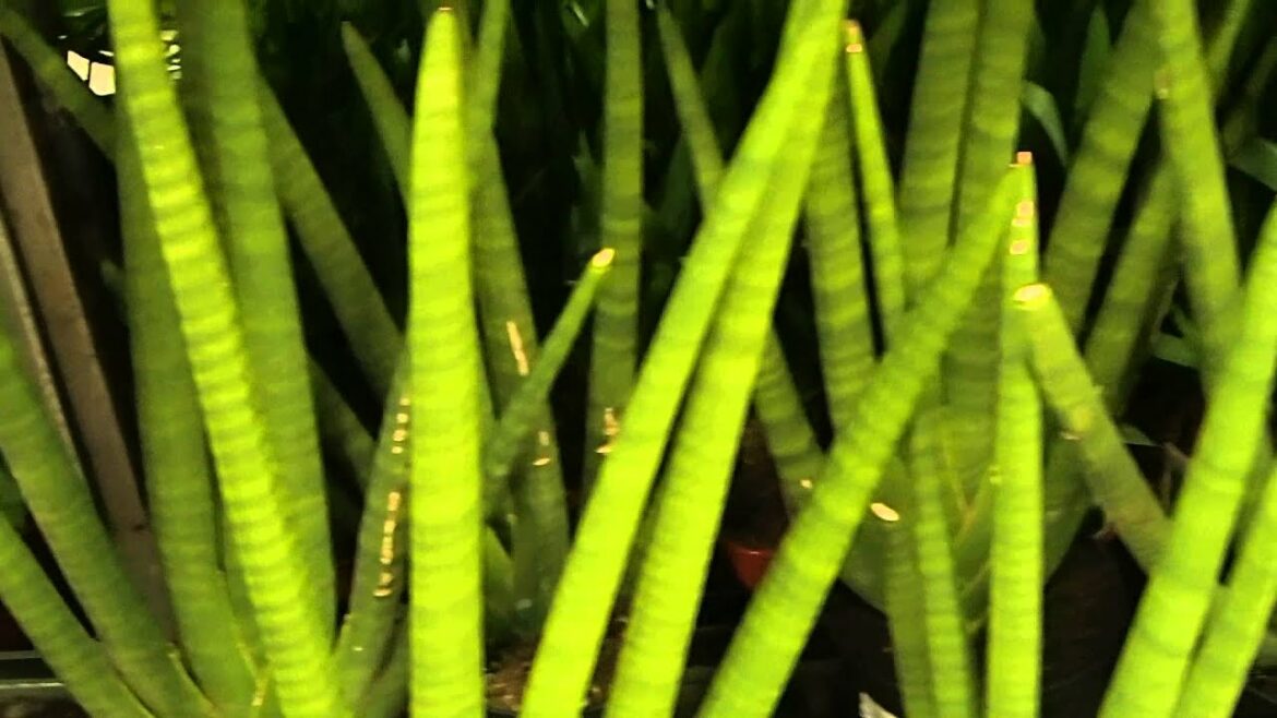 Comment faire des pousses de langue de Belle-mère ?