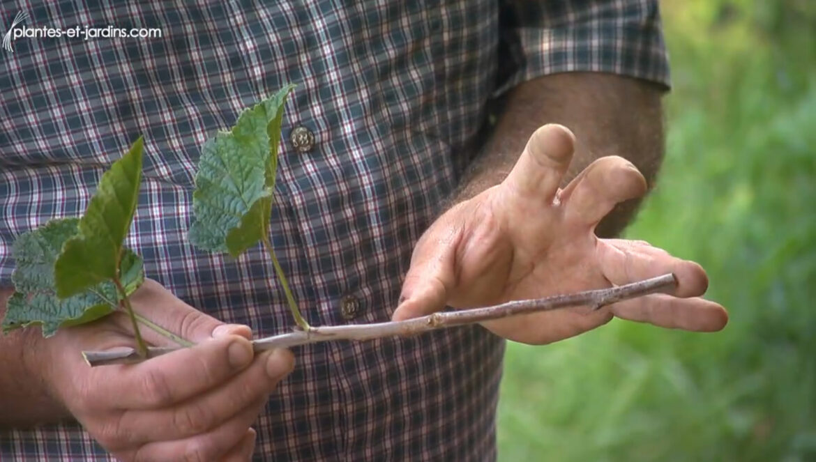 Comment faire des racines à partir d'une branche ?