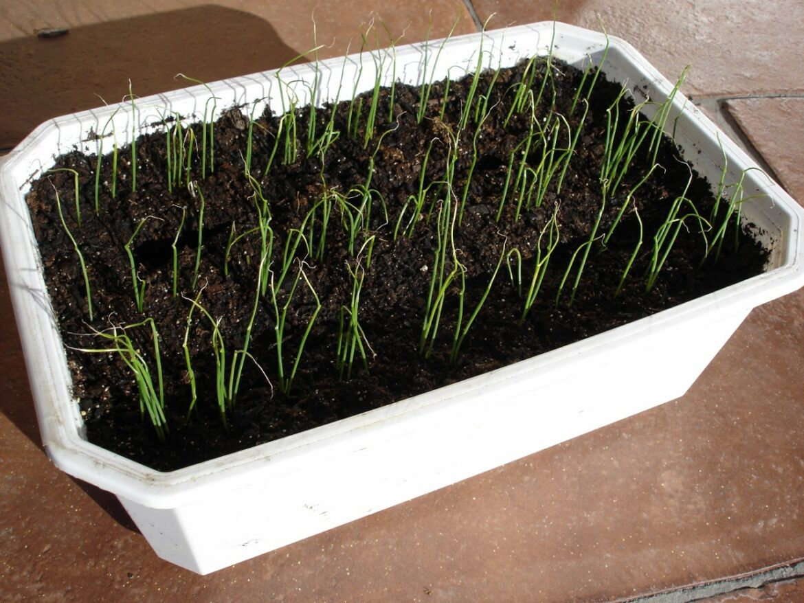 Comment faire des semis dans des boîtes à œufs ?