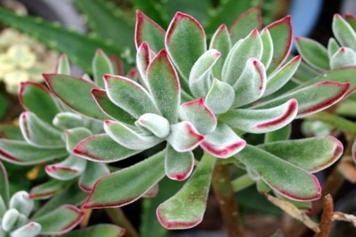 Comment faire fleurir Echeveria ?