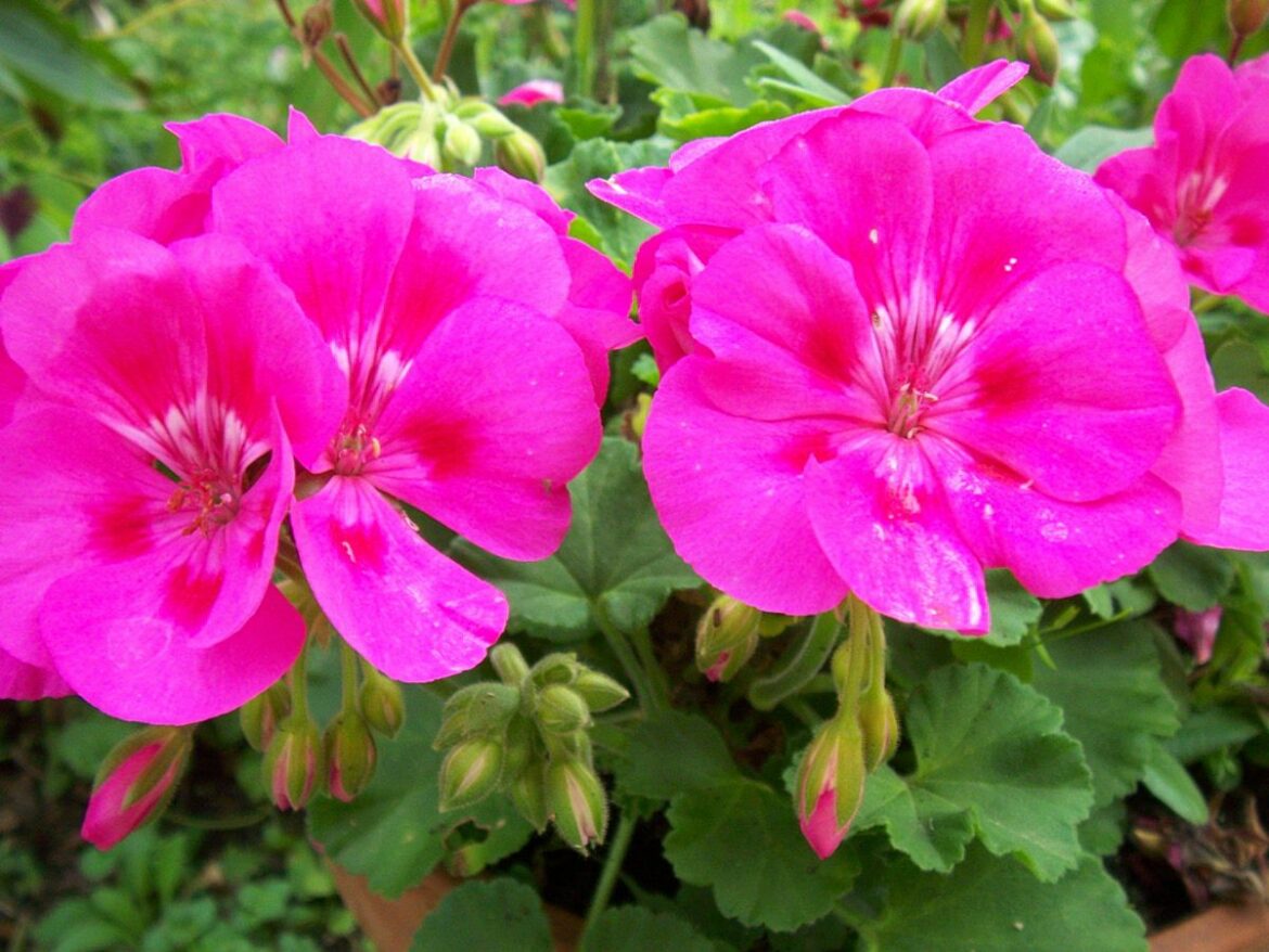 Comment faire fleurir abondamment les géraniums ?