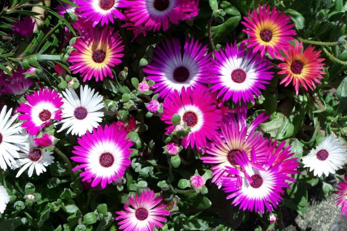 Comment faire fleurir ficoïdes ?