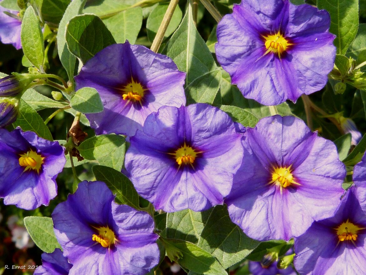 Comment faire fleurir le Solanum ?
