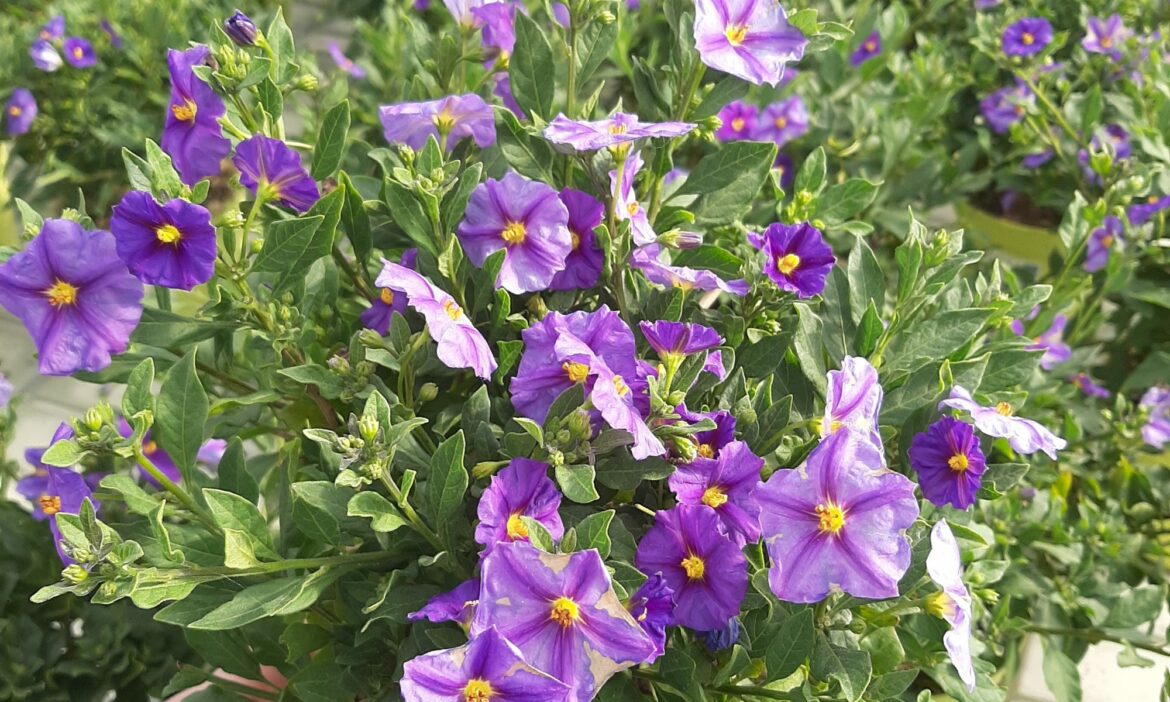 Comment faire fleurir le Solanum ?