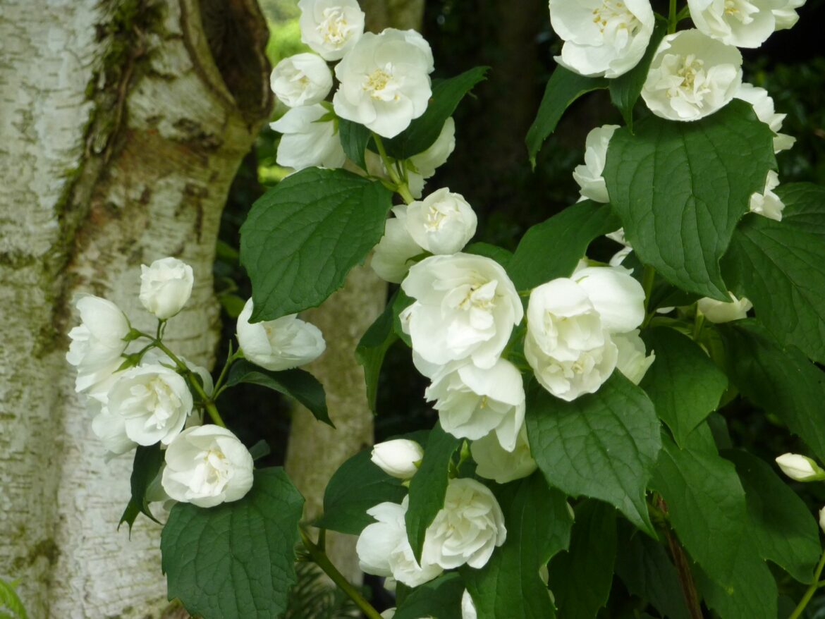 Comment faire fleurir le seringat ?