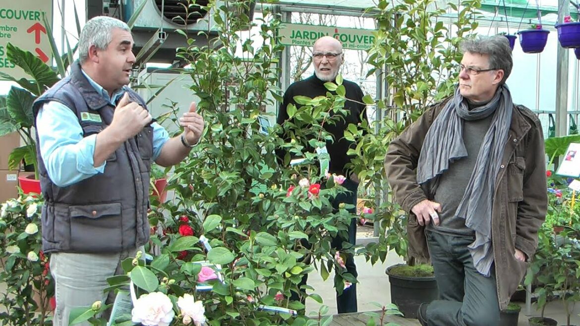 Comment faire fleurir les camélias ?