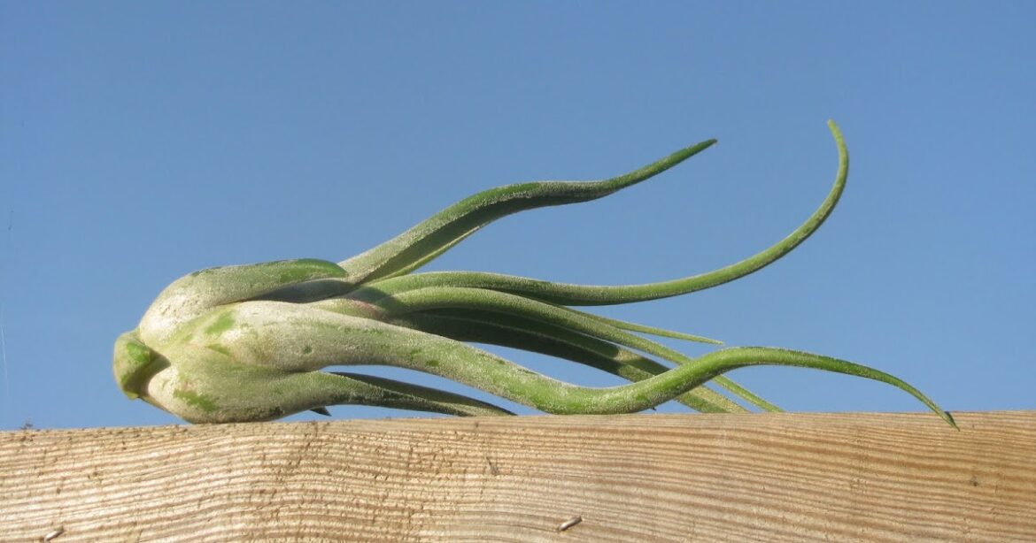 Comment faire fleurir les filles de l'air ?