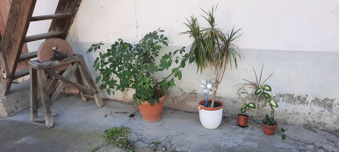 Comment faire fleurir mon calamondin ?