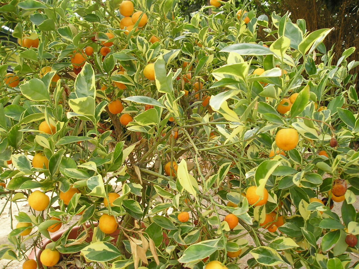 Comment faire fleurir mon calamondin ?