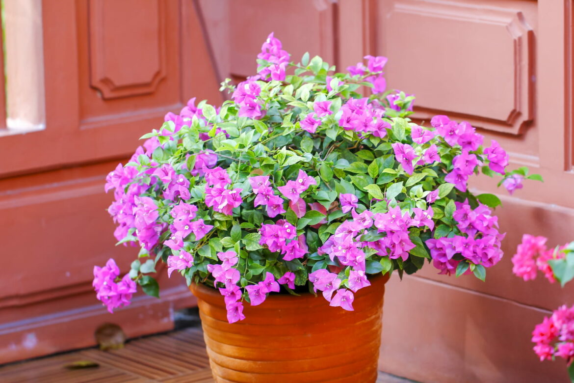 Comment faire fleurir son bougainvillier dans un pot ?