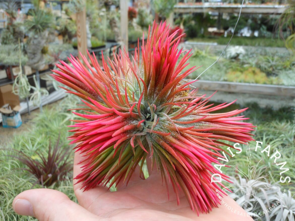 Comment faire fleurir un Tillandsia ?