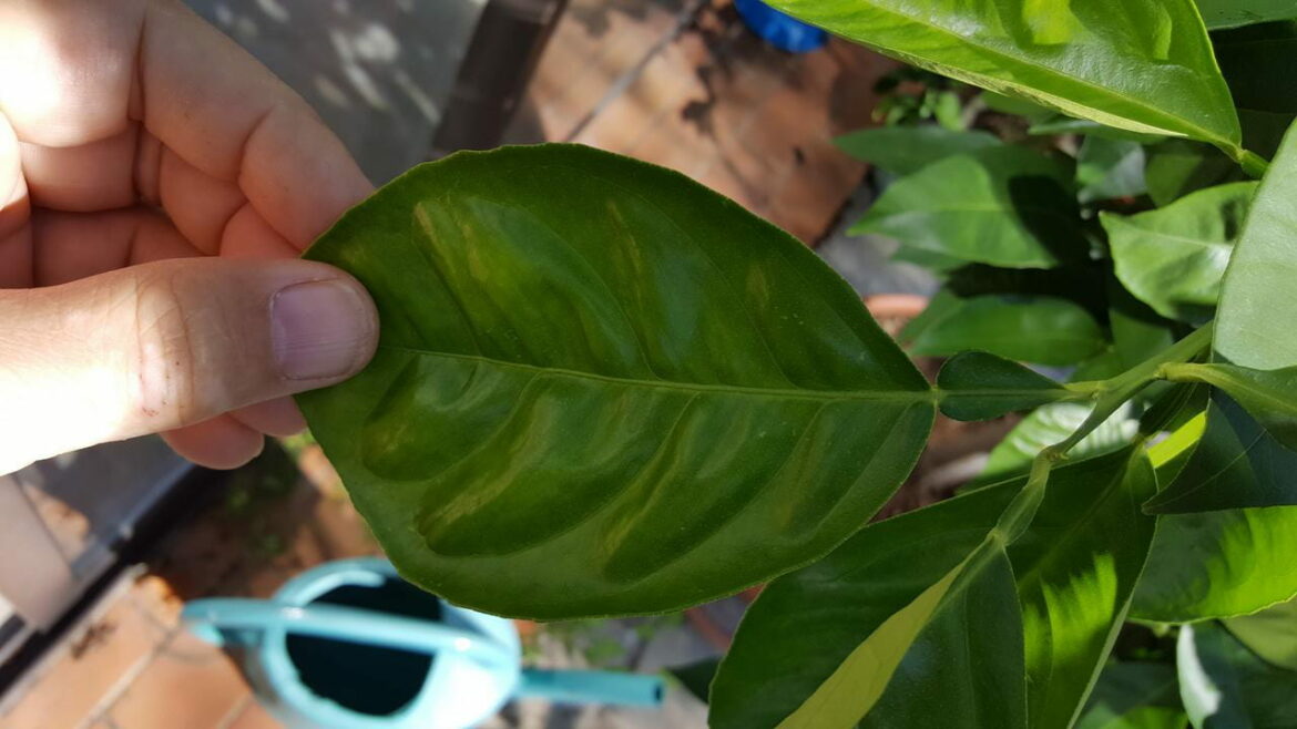 Comment faire fleurir un brugmansia ?