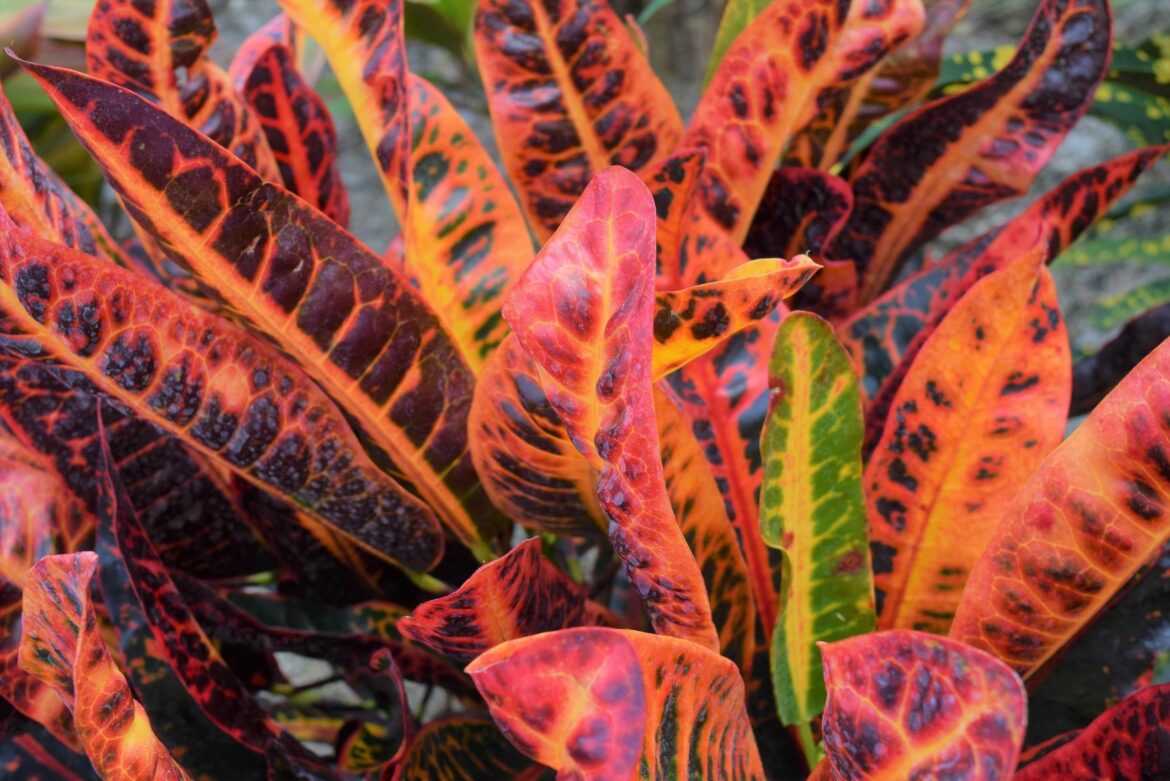 Comment faire fleurir un croton ?