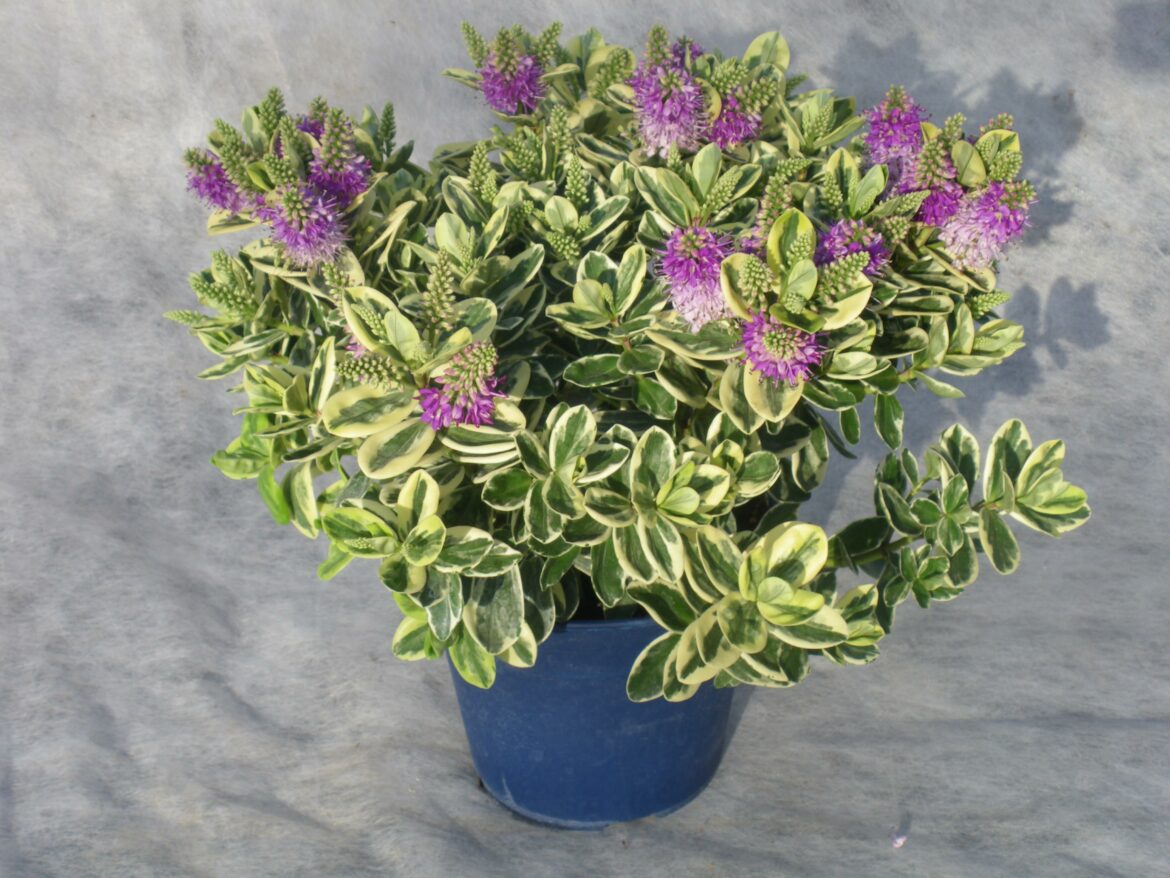 Comment faire fleurir une véronique ?