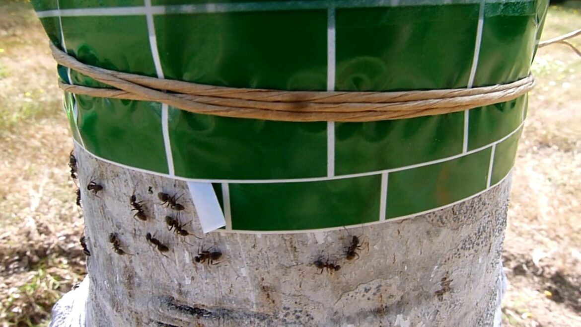 Comment faire fuir les fourmis sur les arbres fruitiers ?