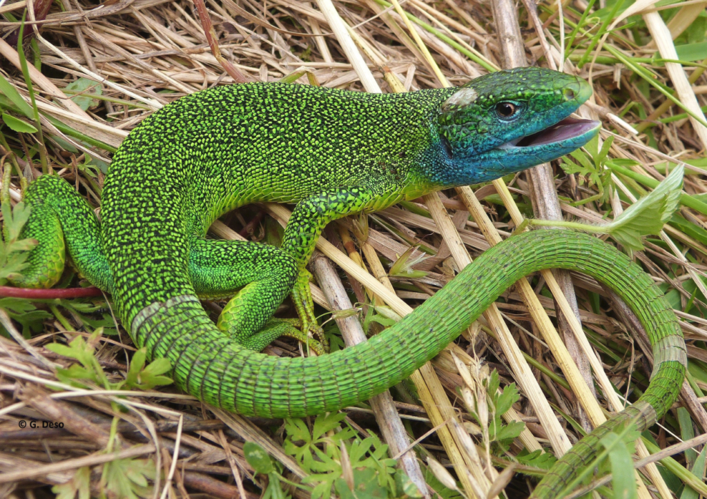 Comment faire fuir les lézards verts ? Housekeeping Magazine Idées Décoration, Inspiration
