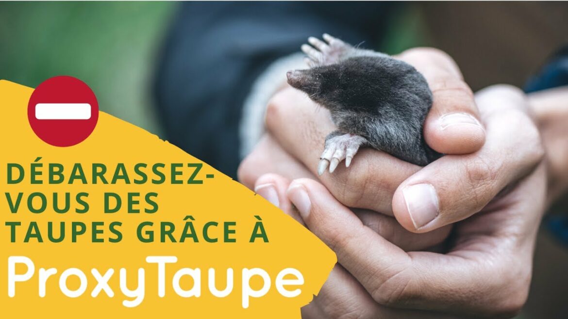 Comment faire fuir les taupes naturellement ?