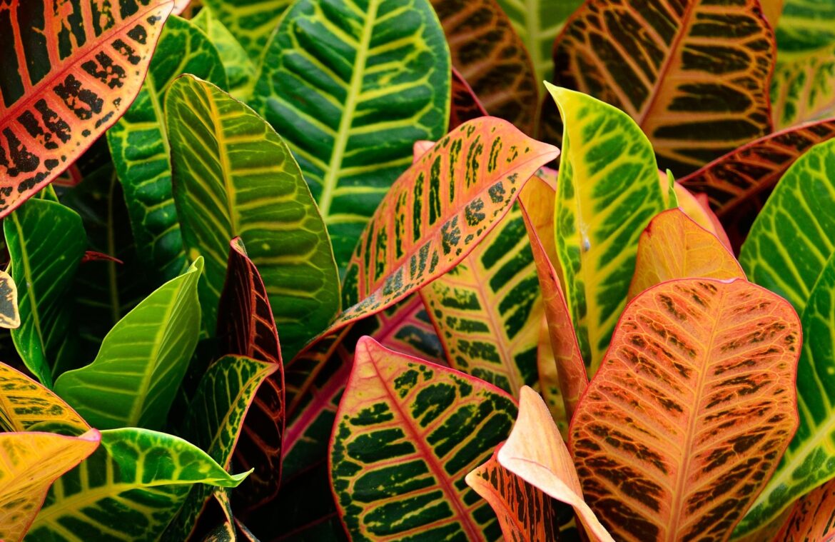 Comment faire grandir un croton ?