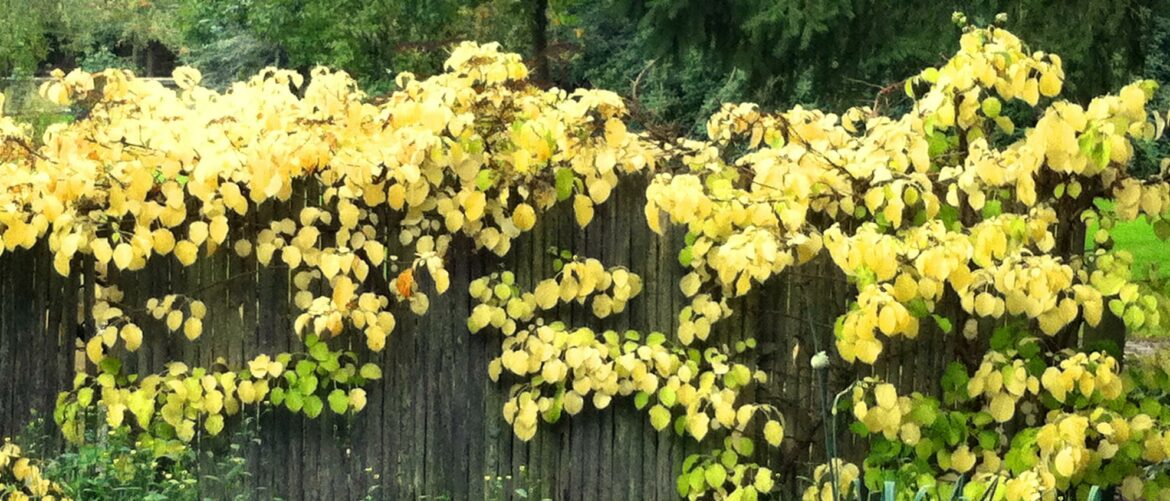 Comment faire grandir un jasmin ?