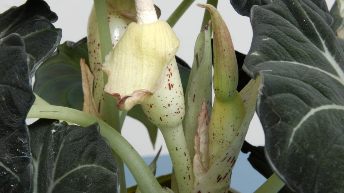 Comment faire grandir une alocasia ?