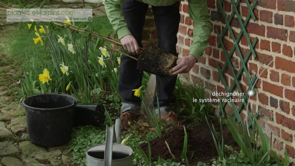 Comment faire grimper le chèvrefeuille ?