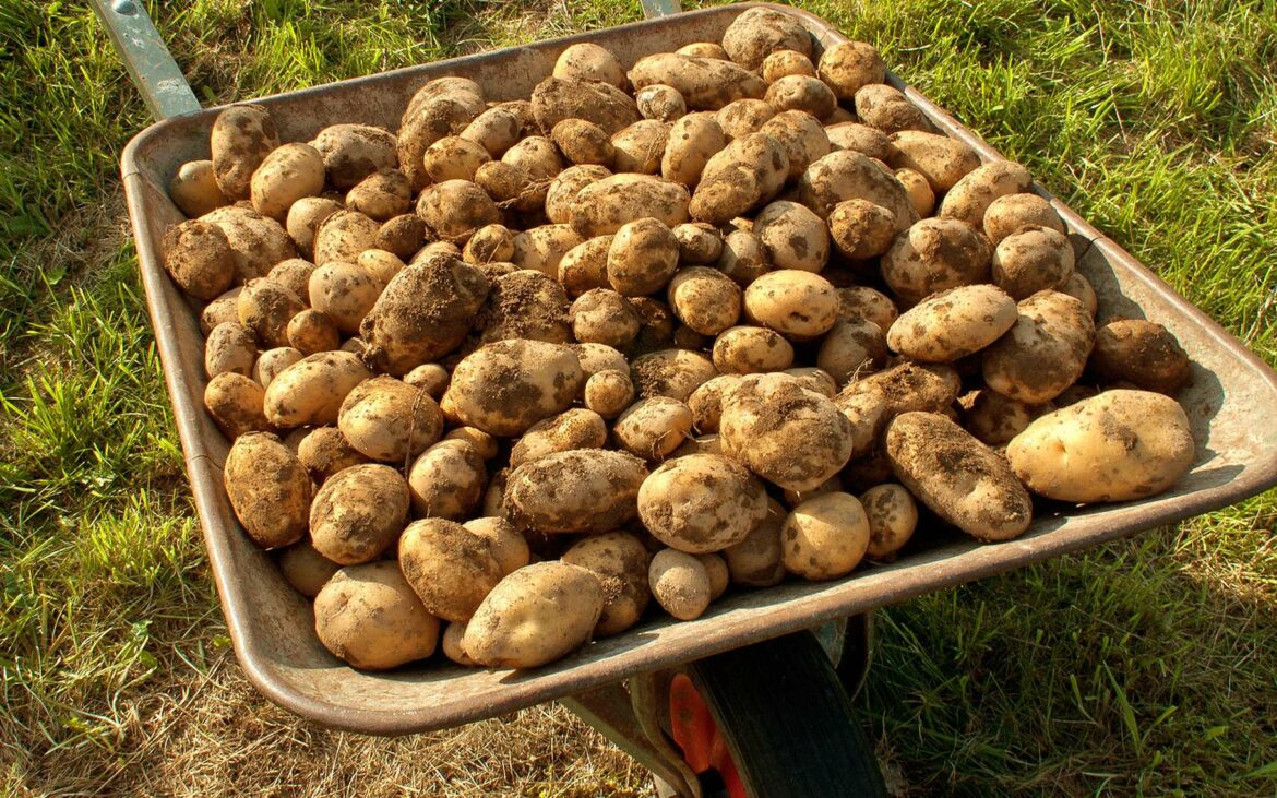Comment faire grossir les pommes de terre ?