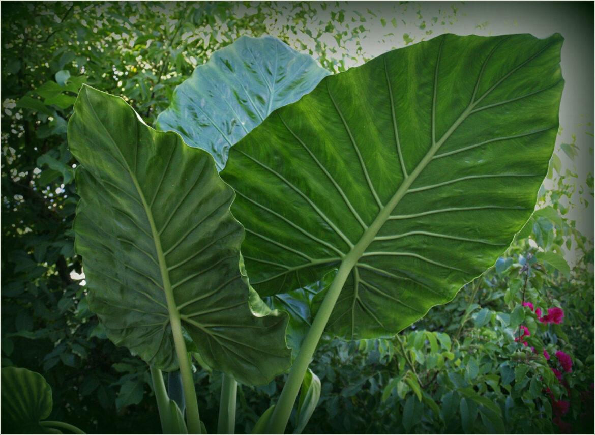 Comment faire grossir un pied d'éléphant ?