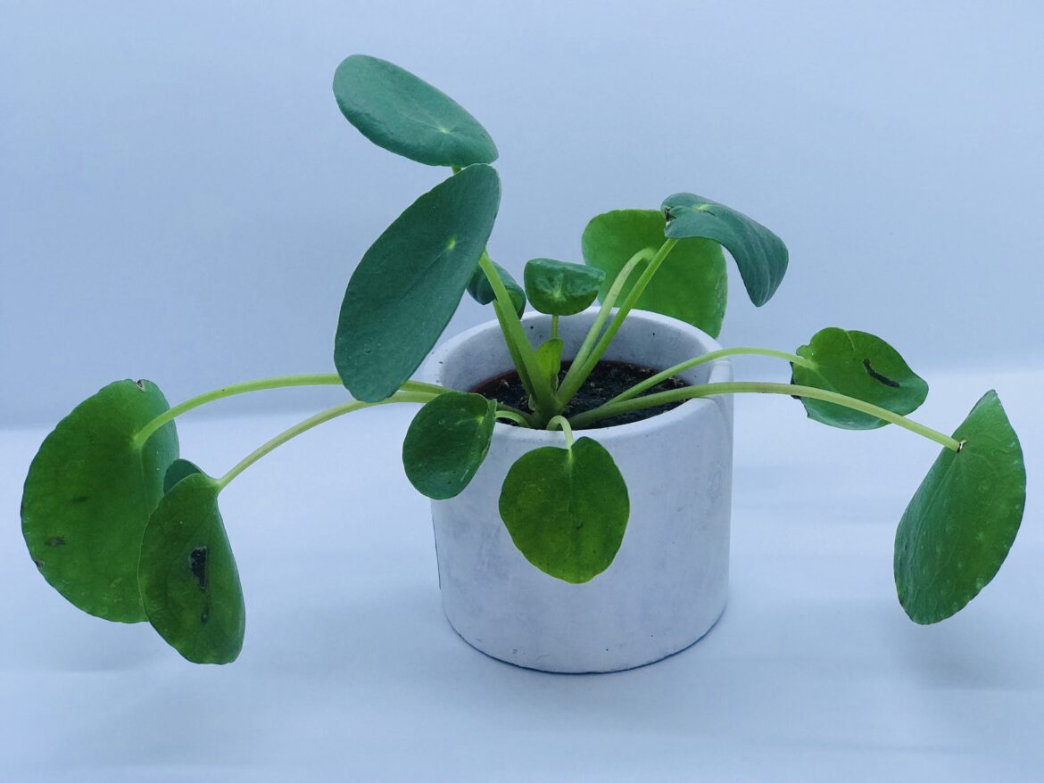 Comment faire grossir un pilea ?