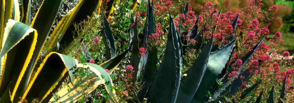Comment faire grossir une agave ?